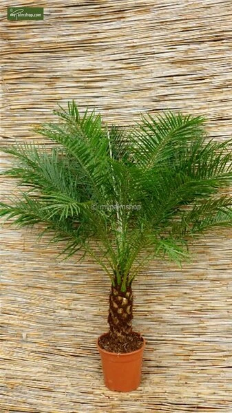 Phoenix Roebelenii - Stam 10-20 Cm - Totale Hoogte 70-90 Cm - Pot Ø 24 Cm - Afbeelding 3
