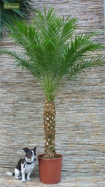 Phoenix Roebelenii - Stam 10-20 Cm - Totale Hoogte 70-90 Cm - Pot Ø 24 Cm - Afbeelding 4