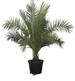 Phoenix Sylvestris - Totale Hoogte 200+ Cm - Pot Ø 55 Cm [pallet]