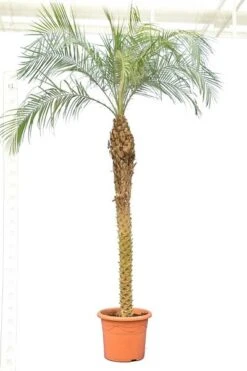 Phoenix Roebelenii - Stam 140-160 Cm - Totale Hoogte 240+ Cm - Pot Ø 45 Cm [pallet]