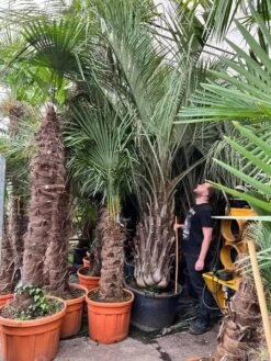 Butia Capitata Var. Odorata - Stam 80-100 Cm - Totale Hoogte 300+ Cm - Pot 160 Ltr [pallet]