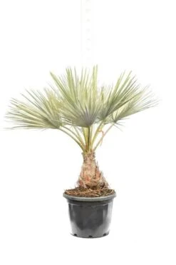 Brahea Armata - Stam 30-40 Cm - Totale Hoogte 140-160 Cm - Pot Ø 45 Cm [Pallet]