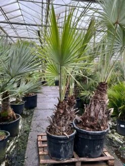 Brahea Armata - Stam 50-70 Cm - Totale Hoogte 200+ Cm - Pot Ø 55 Cm [pallet]