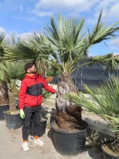 Brahea Armata - Stam 100-120 Cm - Totale Hoogte 220+ Cm - Pot Ø 80 Cm [Pallet]