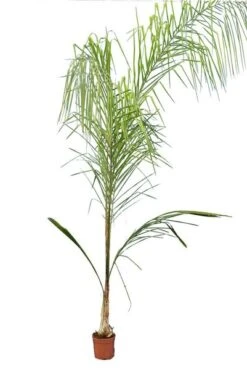 Syagrus Romanzoffiana Sp. Santa Catarina - Totale Hoogte 200+ Cm - Pot Ø 33 Cm [pallet]