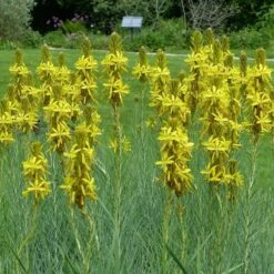 Asphodeline Lutea - Pot 9 X 9 Cm