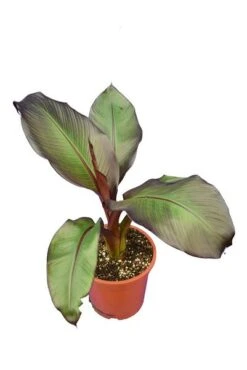 Ensete Maurelli - Pot Ø 24 Cm