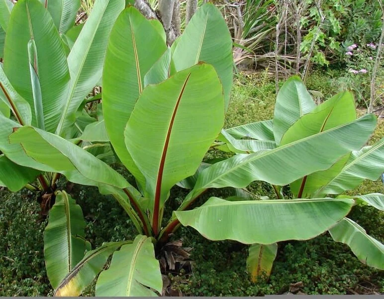 Ensete Ventricosum - Totale Hoogte 60-100 Cm - Pot Ø 23 Cm - Afbeelding 2