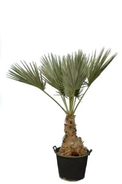 Brahea Sp. Super Silver - Stam 60-70 Cm - Totale Hoogte 200-220 Cm - Pot 80 Ltr [pallet]