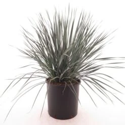 Yucca Rostrata Multitrunk - Pot Ø 24 Cm