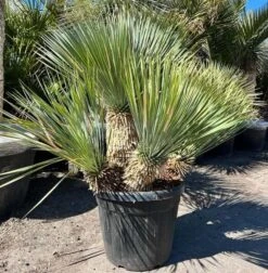 Yucca Rostrata - Multitrunk - Stam 40 Cm + 20 Cm + 10 Cm + 10 Cm [pallet]