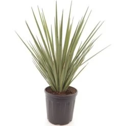 Yucca Baccata - Pot Ø 38 Cm
