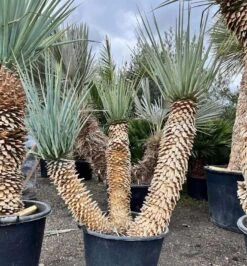 Yucca Rigida - Stam 90 + 80 + 60 Cm [pallet]