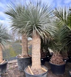 Yucca Rostrata - Stam 140-150 Cm [pallet]