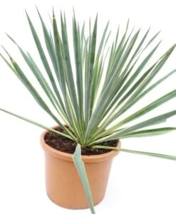 Yucca Filamentosa Variegata - Pot Ø 26 Cm