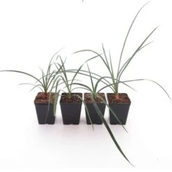 Zeldzame Yucca Set - Arizonica, Campestris X Filamentosa, Declinata & Periculosa - Pot 10 X 10 Cm