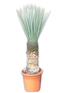 Yucca Rigida - Stam 80-90 Cm [pallet]