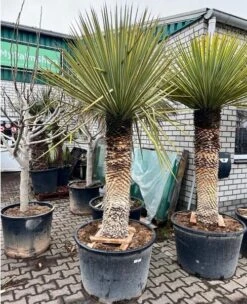 Yucca Rigida - Stamomtrek 70-80 Cm - Stam 120-150 Cm - Totale Hoogte 260+ Cm [pallet]