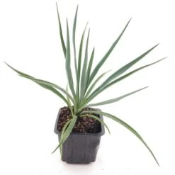Yucca Rigida Blue Sentry - Pot 9 X 9 Cm