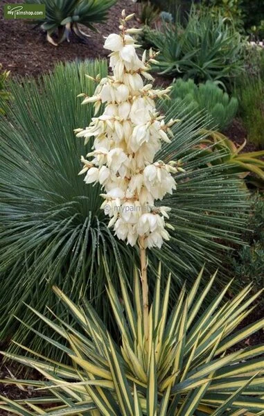 Yucca Gloriosa Silver - Totale Hoogte 60-80 Cm - Pot Ø 26 Cm - Afbeelding 2