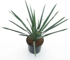 Yucca Filamentosa - Totale Hoogte 60-80 Cm - Pot Ø 22 Cm
