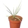 Yucca Thompsoniana - Pot Ø 14 Cm