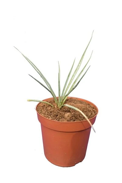 Yucca Thompsoniana - Pot Ø 14 Cm