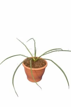 Yucca Filifera - Pot Ø 19 Cm