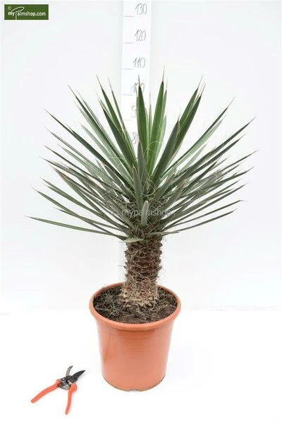 Yucca Filifera - Pot Ø 19 Cm - Afbeelding 2