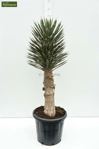 Yucca Filifera - Pot Ø 19 Cm - Afbeelding 3