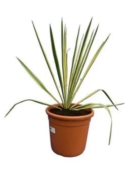Yucca Filamentosa Bright Edge - Totale Hoogte 70-90 Cm - Pot 26 Cm
