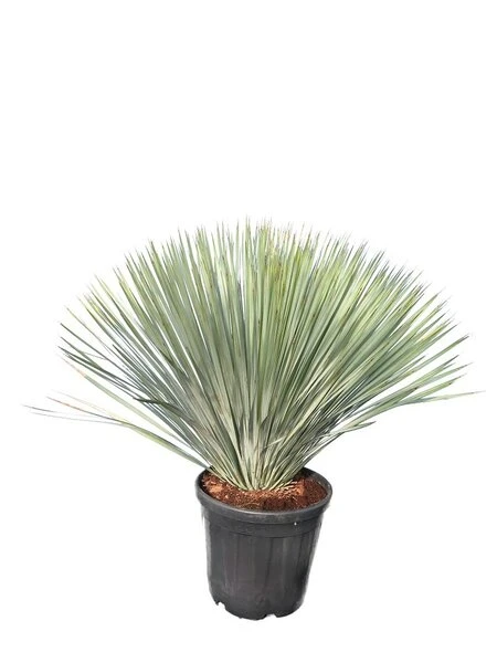 Yucca Rostrata - Totale Hoogte 80-100 Cm - Pot 25 Ltr