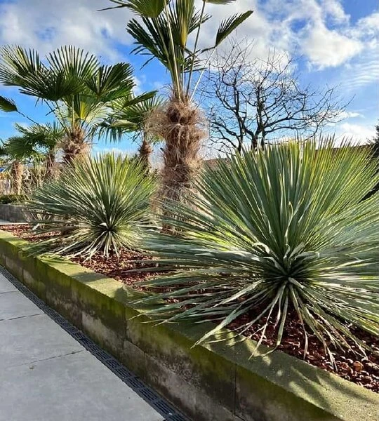 Yucca Rostrata - Totale Hoogte 80-100 Cm - Pot 25 Ltr - Afbeelding 2