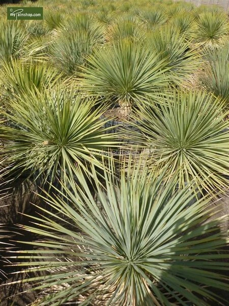 Yucca Rostrata - Totale Hoogte 80-100 Cm - Pot 25 Ltr - Afbeelding 3