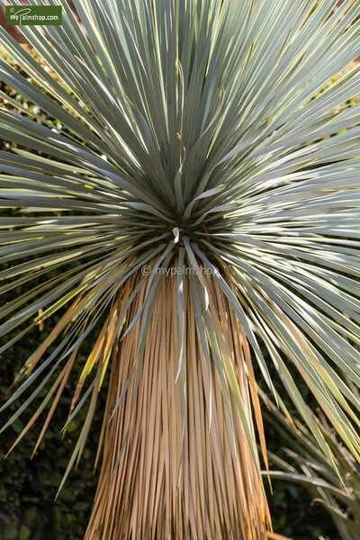 Yucca Rostrata - Totale Hoogte 80-100 Cm - Pot 25 Ltr - Afbeelding 4