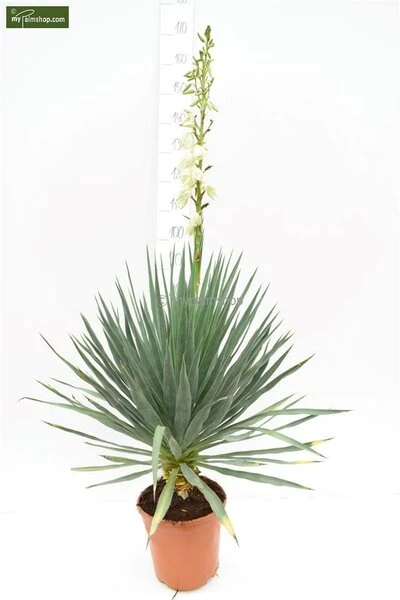 Yucca Gloriosa - Totale Hoogte 60-80 Cm - Pot Ø 26 Cm - Afbeelding 2