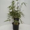Fargesia Robusta - Totale Hoogte 40+ Cm - Pot 2 Ltr