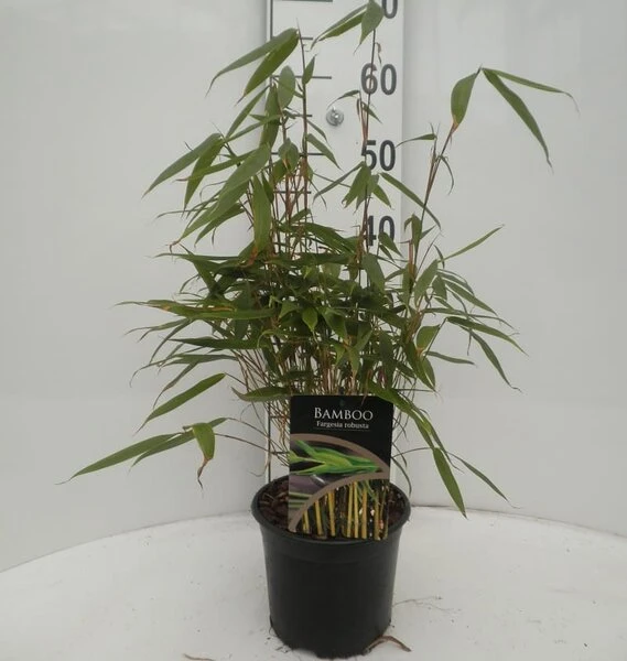 Fargesia Robusta - Totale Hoogte 40+ Cm - Pot 2 Ltr