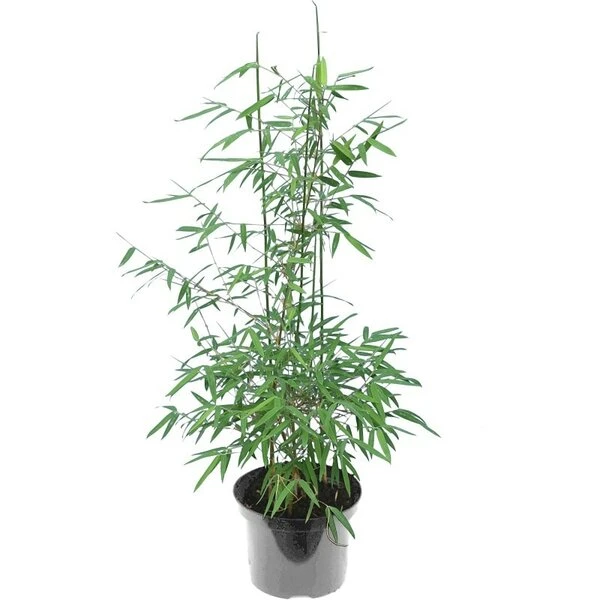 Fargesia Nitida Black Pearl - Totale Hoogte 60+ Cm - Pot 2 Ltr - Afbeelding 3