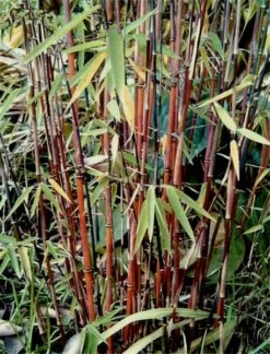 Fargesia Jiuzhaigou - Pot 10 Ltr