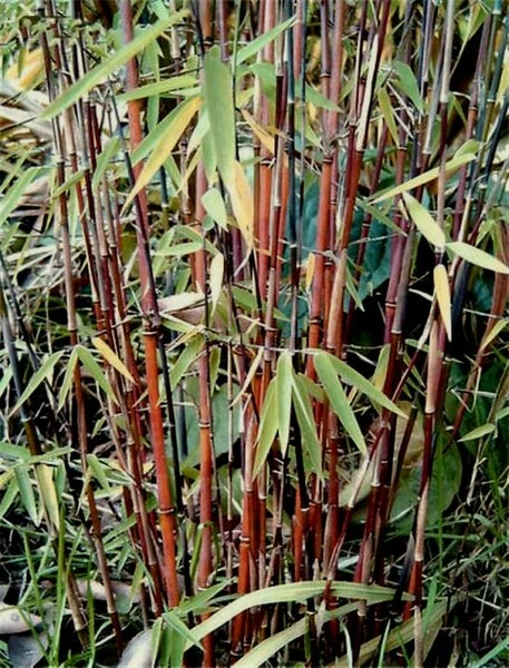 Fargesia Jiuzhaigou - Pot 10 Ltr