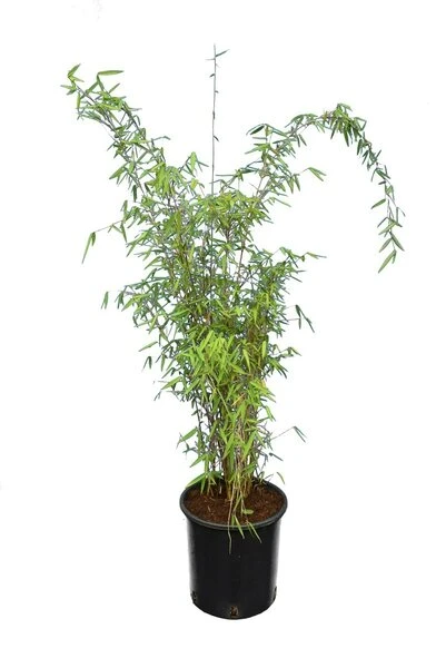 Fargesia Jiuzhaigou - Pot 10 Ltr - Afbeelding 2