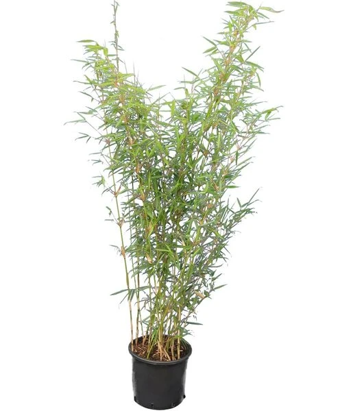 Fargesia Robusta Campbell - Pot 10 Ltr - Afbeelding 2