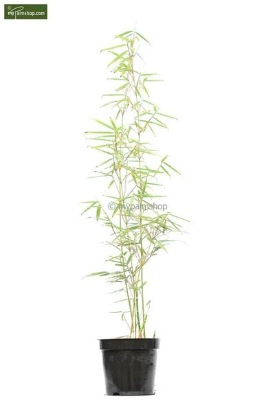 Fargesia Robusta Campbell - Totale Hoogte 80+ Cm - Pot 5 Ltr - Afbeelding 3
