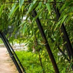 Fargesia Nitida Black Pearl - Totale Hoogte 100-120 Cm - Pot 5 Ltr