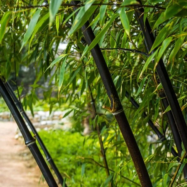 Fargesia Nitida Black Pearl - Totale Hoogte 100-120 Cm - Pot 5 Ltr