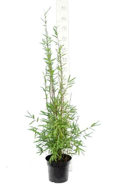 Fargesia Nitida Black Pearl - Totale Hoogte 100-120 Cm - Pot 5 Ltr - Afbeelding 3