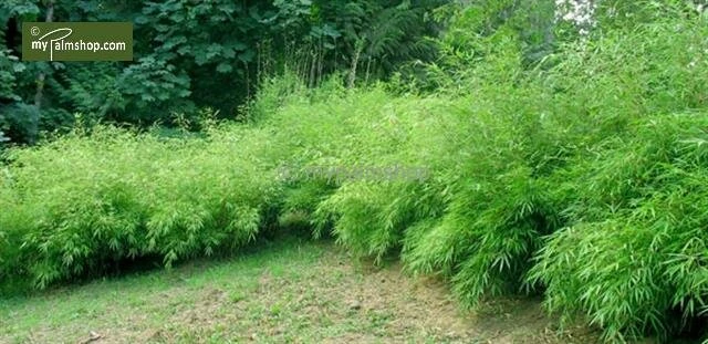 Fargesia Rufa - Totale Hoogte 60+ Cm - Pot 5 Ltr - Afbeelding 2