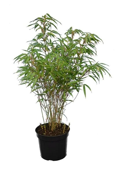 Fargesia Rufa - Totale Hoogte 60+ Cm - Pot 5 Ltr - Afbeelding 3