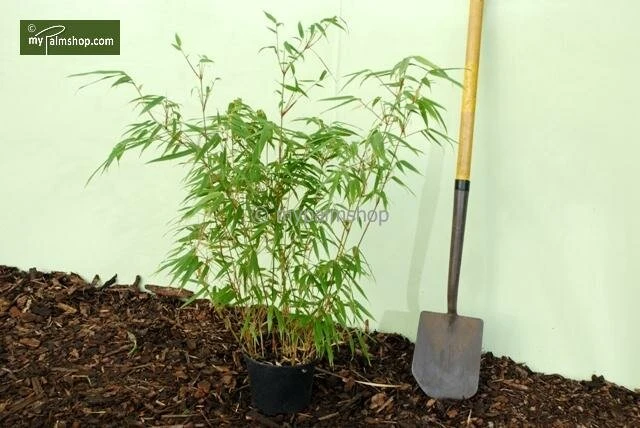 Fargesia Rufa - Totale Hoogte 60+ Cm - Pot 5 Ltr - Afbeelding 4